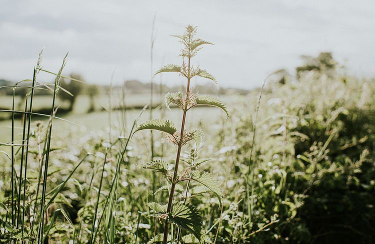 Le « faux-semis », la méthode pour se débarrasser des mauvaises herbes