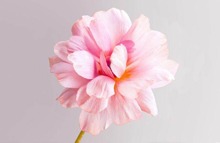 Comment prolonger la floraison des fleurs ?