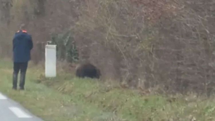 "J’ai eu très peur" : un chasseur tire sur un sanglier près de Châteauroux