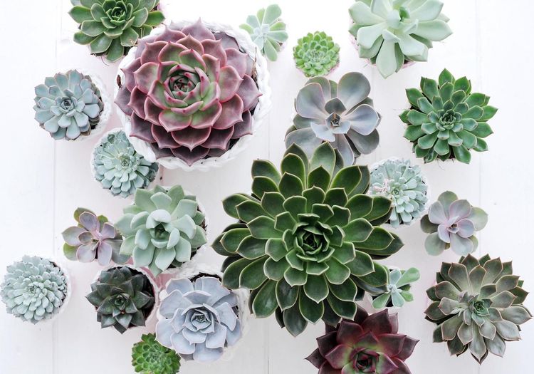 6 plantes faites pour survivre à la chaleur cet été