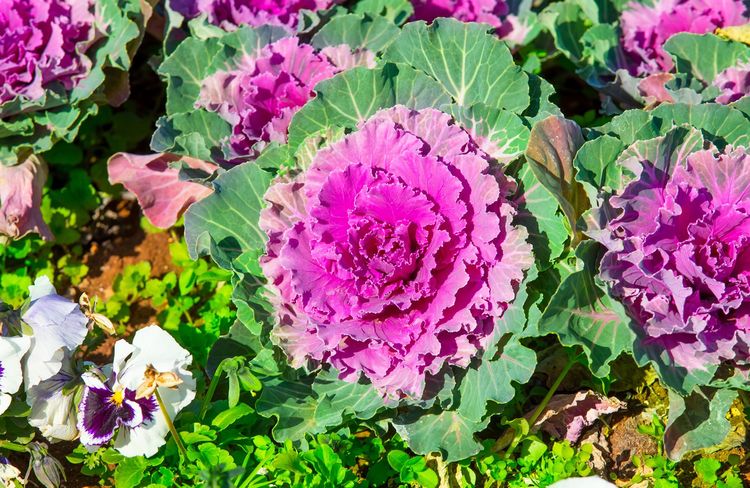 Comment cultiver les choux décoratifs ?