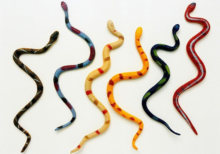 Rêver de serpent : notre interprétation
