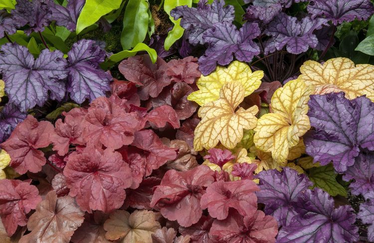 Heuchères : comment les planter et les entretenir sur balcon et en massif