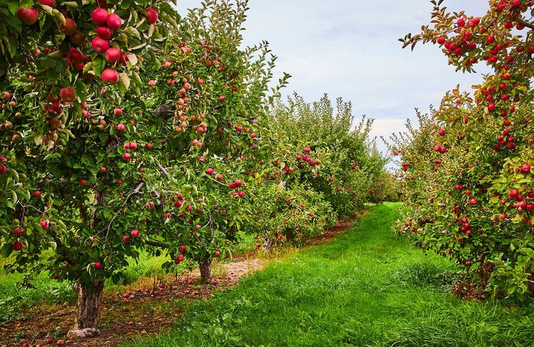 Voici pourquoi vous ne devriez plus laisser vos fruits au pied des arbres
