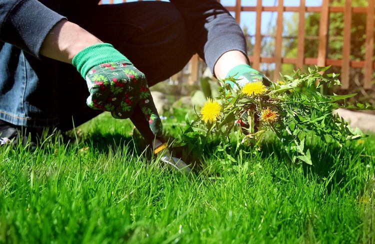 Quelle est la meilleure période pour utiliser un désherbant naturel ?