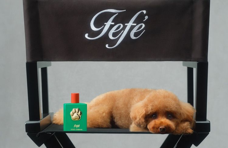 Dolce & Gabbana : le chien de Domenico fait le beau pour un parfum de luxe canin