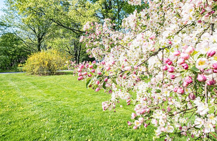 Les 8 plus beaux arbustes du printemps