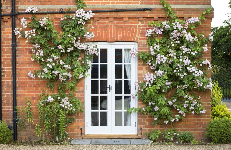 Cultiver le charme des rosiers grimpants