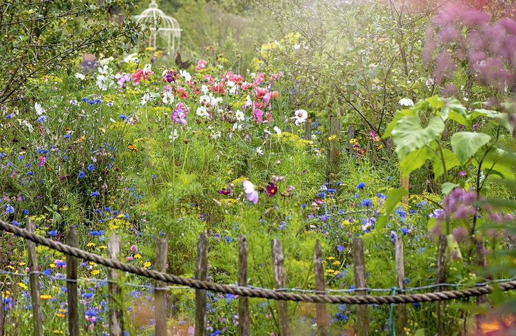 Installer une prairie fleurie pour attirer la biodiversité
