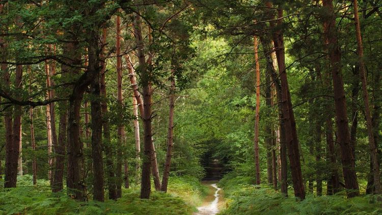 Défiscalisation : les « SCPI » de la forêt, un placement à très long terme
