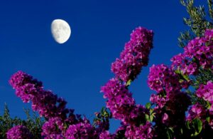 Jardiner avec la lune en juillet 2023