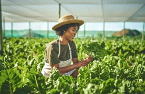 Que faire au jardin en août ?