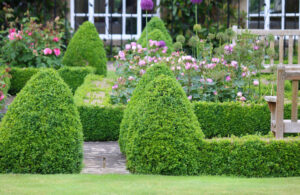Comment remplacer le buis au jardin ?