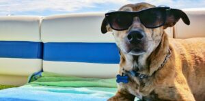 Les cosmétiques pour chien, nécessité ou attrape-nigaud?