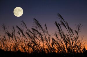 Jardiner avec la lune en novembre 2023