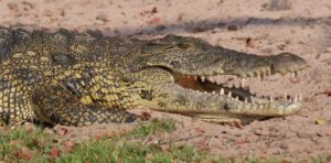«Que dire du concept de la “mère crocodile” de Jacques Lacan?»