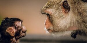 Sommes-nous des parents animaux comme les autres?