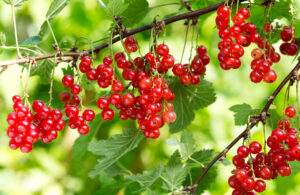 Les groseilles, des petits fruits acidulés