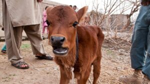 La prophétie de la vache rousse a-t-elle poussé le Hamas à attaquer Israël?