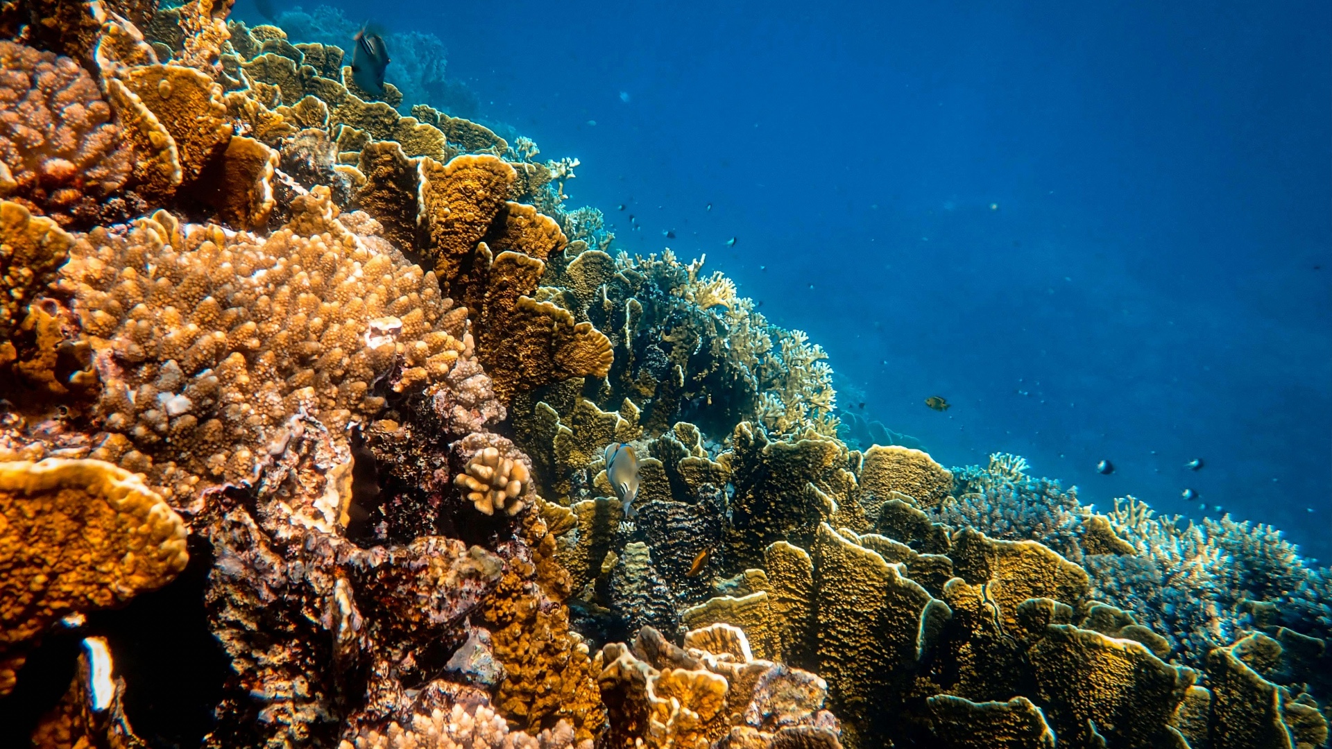 La Chine verse-t-elle du cyanure dans la mer à des fins géopolitiques?