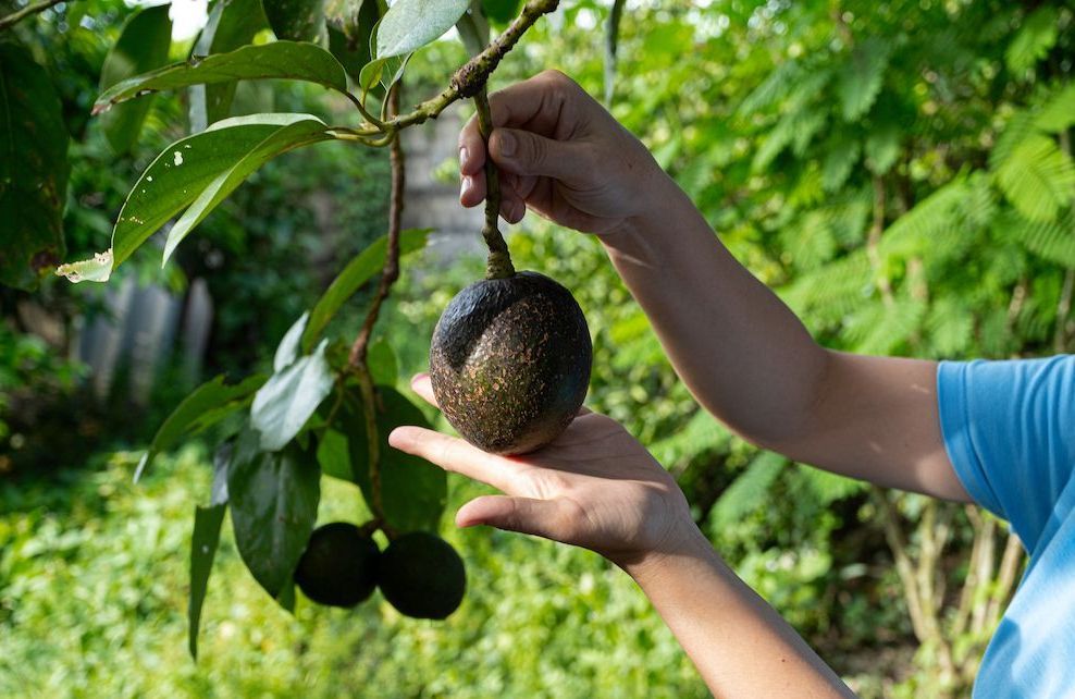 Ce petit détail sur l’avocat vous indiquera à coup sûr s’il est mûr