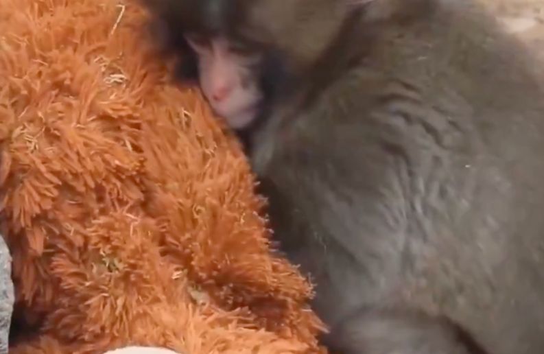 Et si l'histoire du singe Punch, abandonné par sa mère, était un reflet de nos propres blessures affectives ?