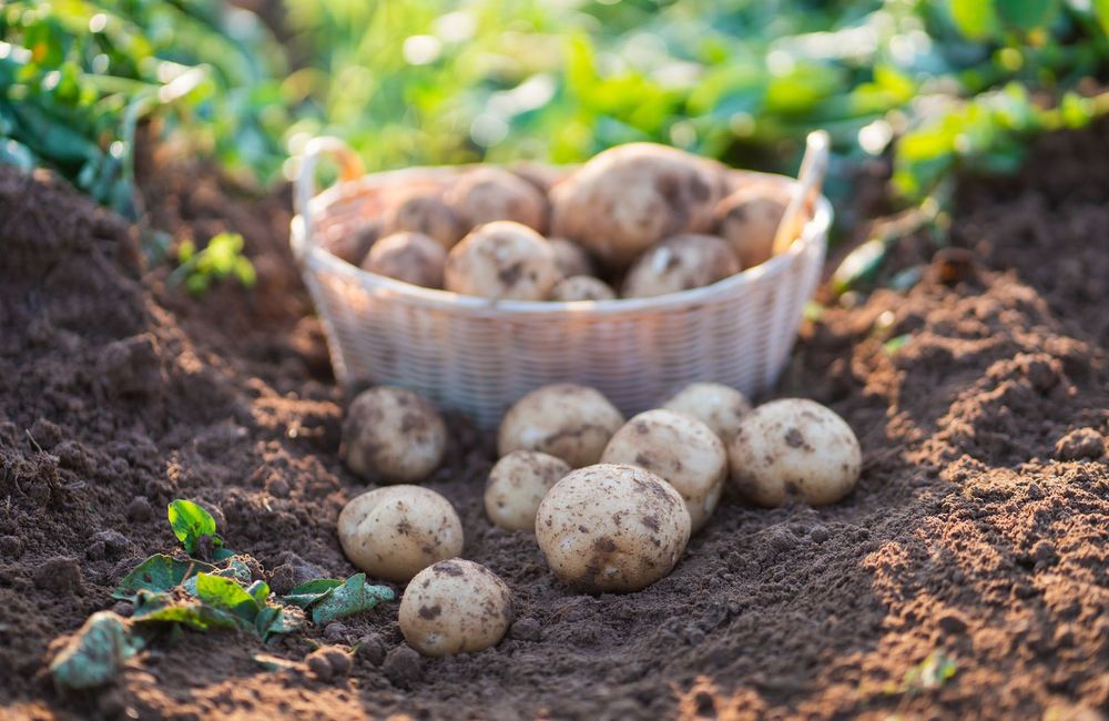 Comment réussir la culture des pommes de terre ?
