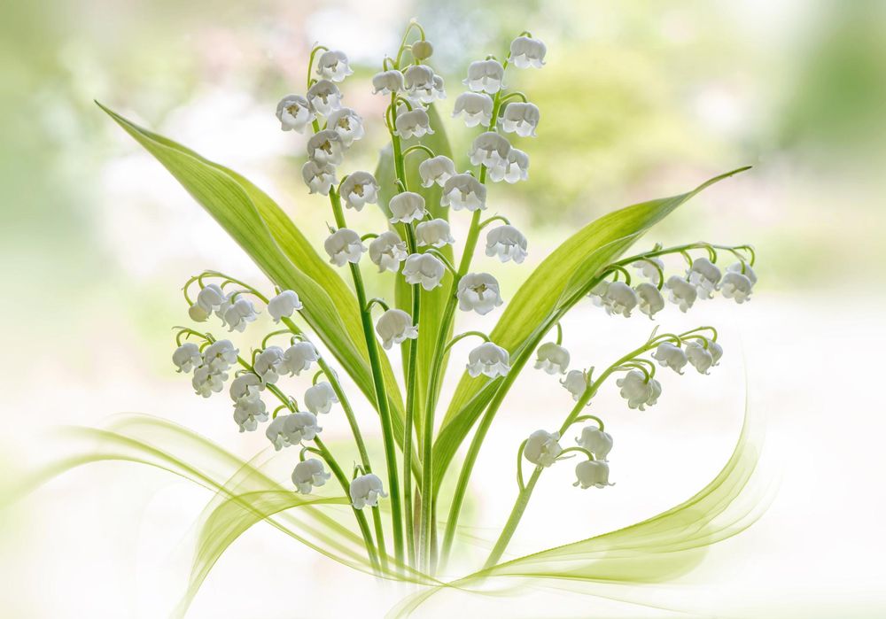 La Fête du Travail - 1er Mai et muguet : histoire et signification