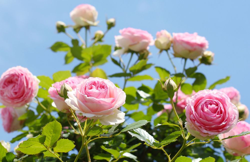Quand faut-il planter ses rosiers ?