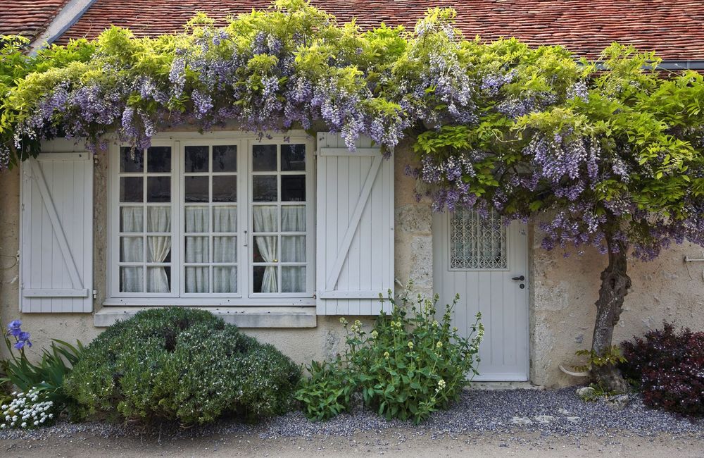 La glycine, une floraison printanière au parfum enivrant