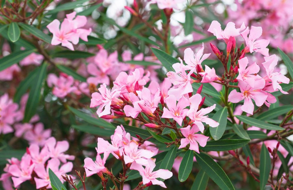 Comment cultiver le laurier rose ?
