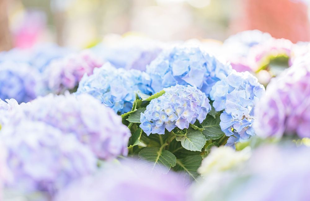 Quand et comment tailler ses hortensias ?