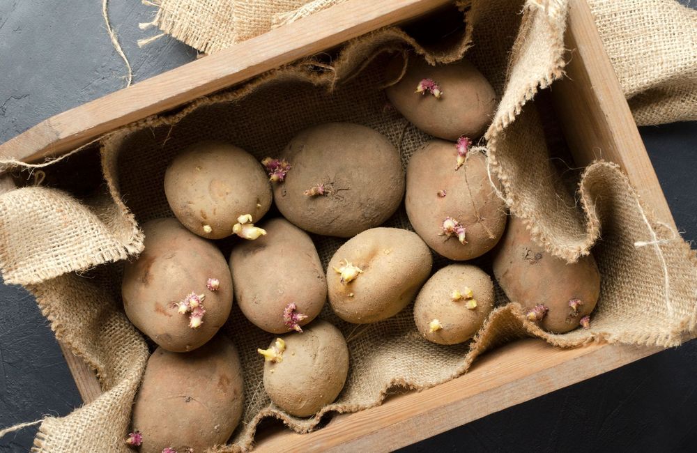 Voici pourquoi il ne faut surtout pas manger les pommes de terre trop germées