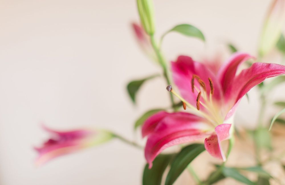 4 fleurs à offrir à Pâques