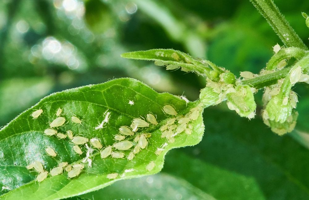 Toutes les astuces pour venir à bout des pucerons naturellement