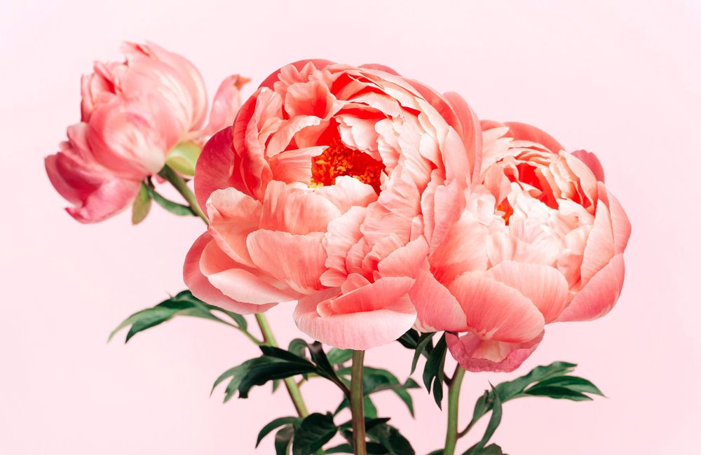 Fête des mères 2026 : cette fleur est l’alternative tendance aux roses