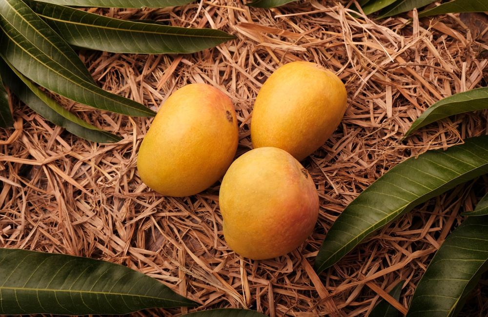 Comment faire murir la mangue plus rapidement ?