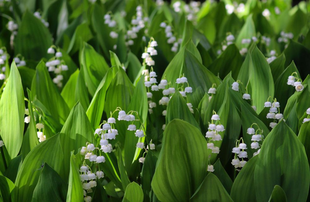 Le muguet, donnez-lui une deuxième chance au jardin