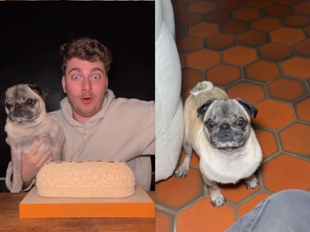 Cyril Schreiner : l'enlèvement de son chien Albert, un plan de longue date ? Les preuves s'accumulent !