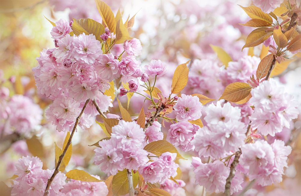 Hanami et les floraisons des cerisiers japonais