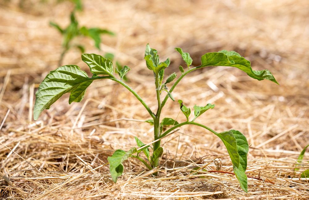 Le paillage au potager, un geste écoresponsable