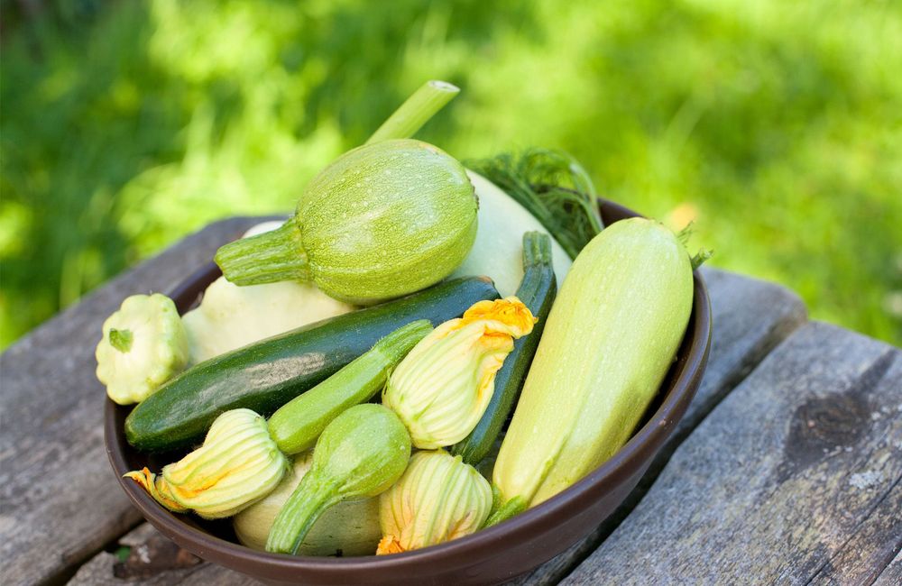 1001 secrets pour réussir la culture de courgettes