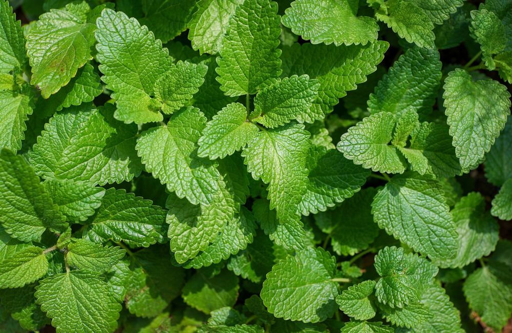Cultiver la mélisse, une aromatique surprenante