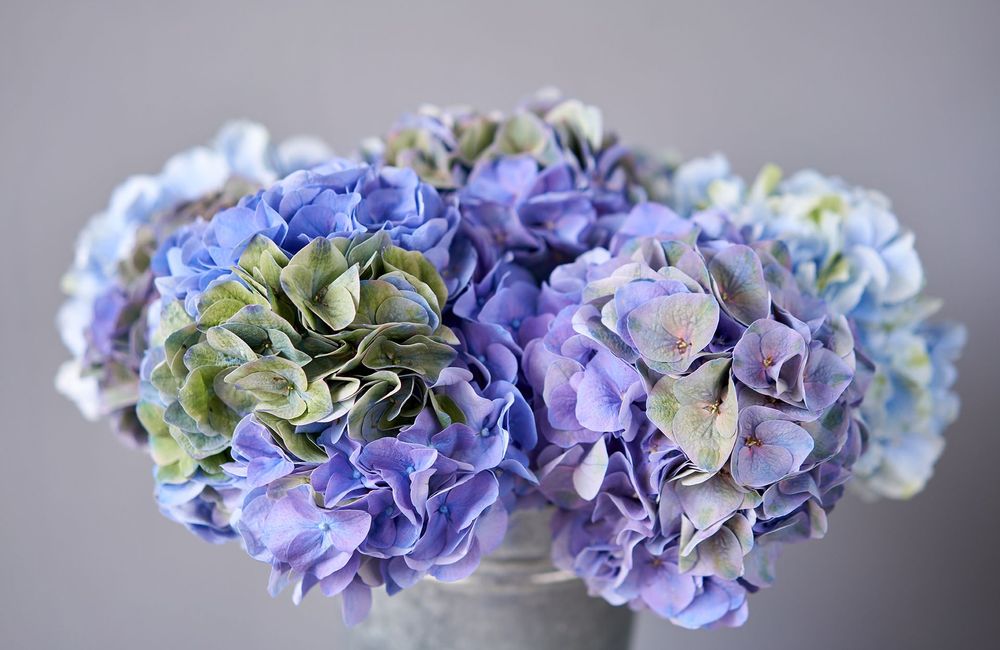 Comment garder ses hortensias bleus ?