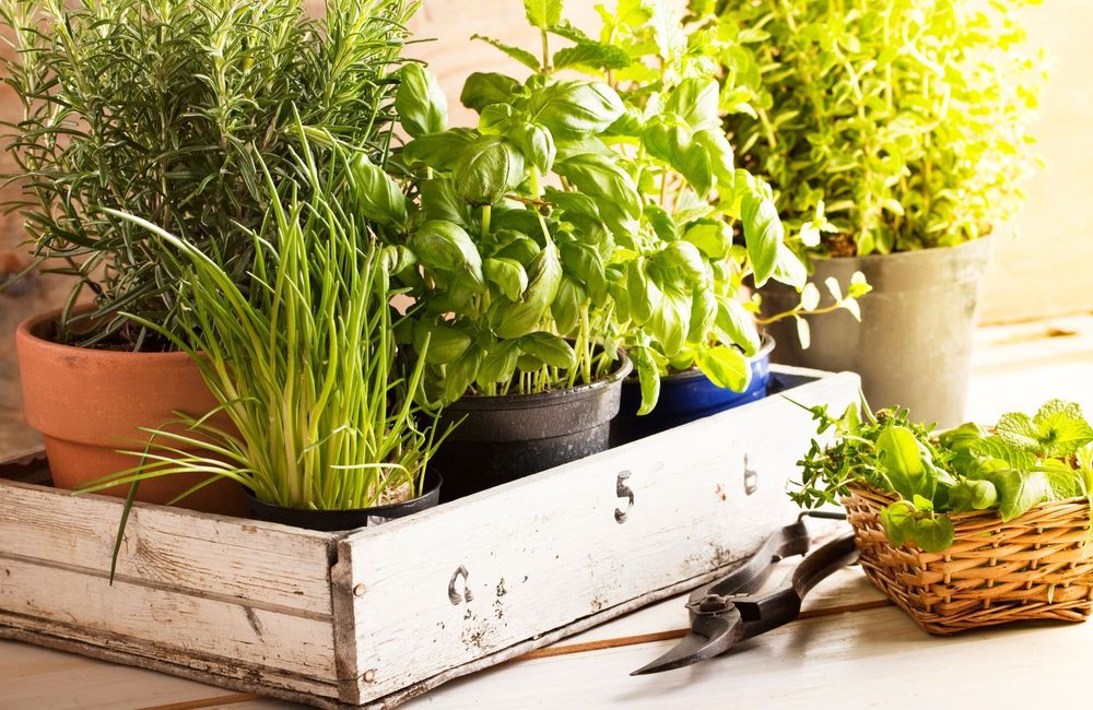 Voici les 5 meilleures herbes aromatiques à intégrer à votre alimentation