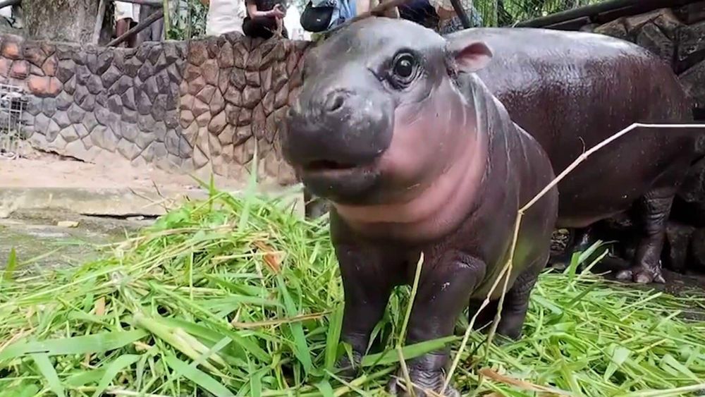 "C’était très court mais ça en valait le coup" : une TikTokeuse parcourt 13 000 km pour rencontrer l’hippopotame Moo Deng, star des réseaux sociaux