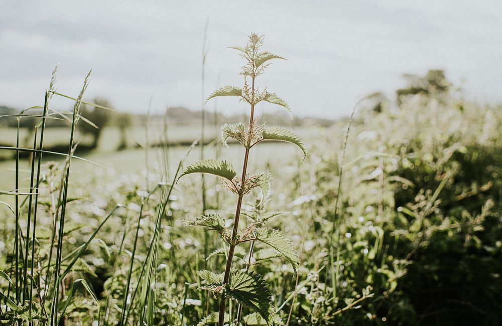 Le « faux-semis », la méthode pour se débarrasser des mauvaises herbes