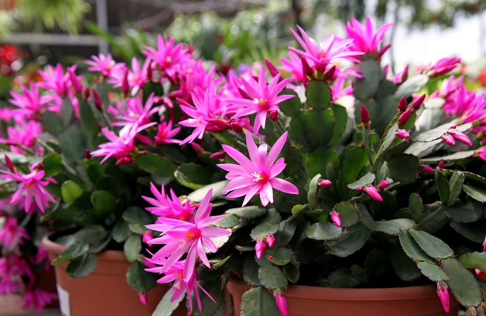 Rhipsalidopsis, comment entretenir un cactus de Pâques