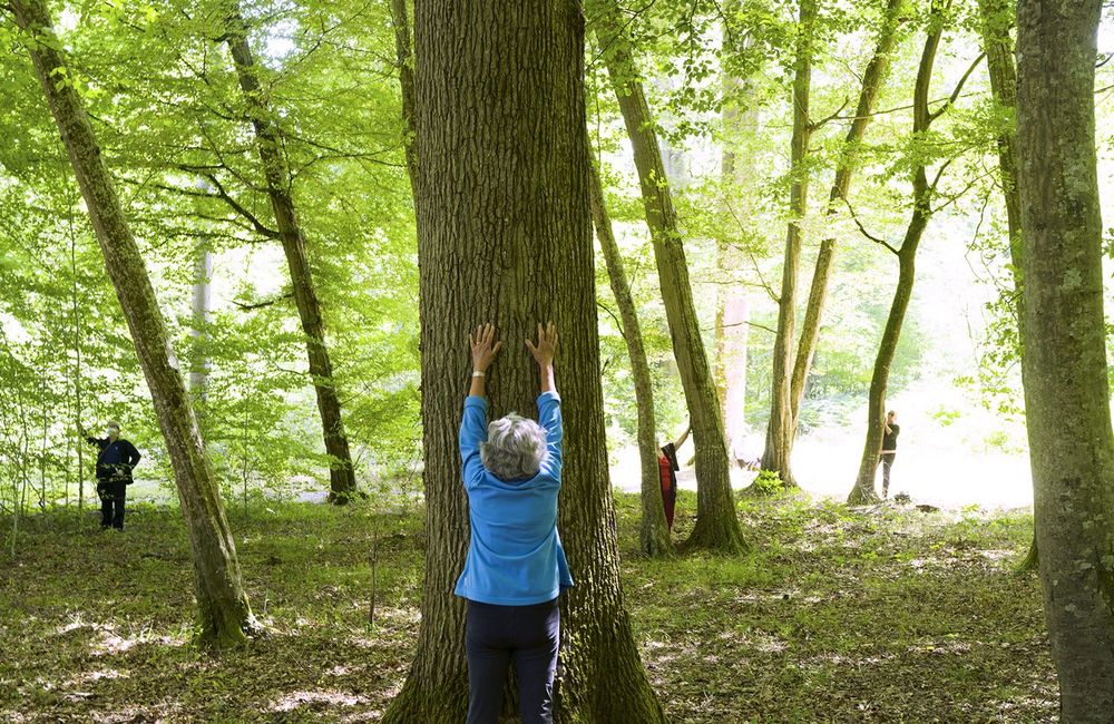 Phénomène : pourquoi tout le monde se perche dans des arbres ?