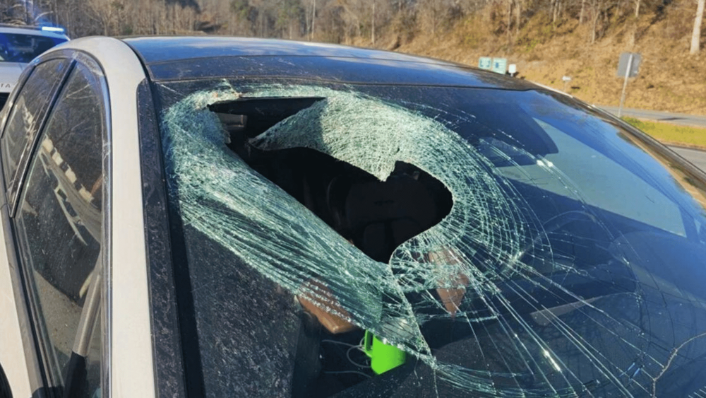 "Ça l’a explosé…" : un aigle lâche un chat sur le pare-brise d’une automobiliste !